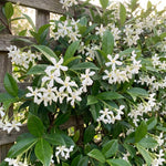 Star Jasmine Plant Live 4-7 Inches Tall, Fragrant Flowering Vine for Garden, Patio Containers and Indoor Growing
