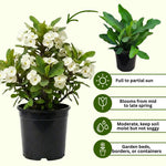 Set 2 White Euphorbia Milii Plants, Crown of Thorns Live Plant, 5-8 Inc Tall, Hardy Euphorbia Flowering Houseplants