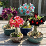 02 Mixed Desert Rose Live Plants, Starter Adenium 3-6 Inches Tall, No Pot, No Flower, Tropical Flowering Succulent Plants for Indoor Outdoor Growing