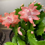 Christmas Cactus Plants Live, Flowering Thanksgiving Cactus with Vibrant Blooms, 4-7'' Tall, Easy-Care Indoor Houseplant (Salmon Blooms)
