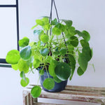 Pilea Peperomioides Plant Live, Money Live Plant, 5 to 7 Inc Height, Houseplant Indoor and Outdoor, Easy to Plant