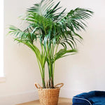 Palm Tree Live Plant, Fully Rooted in 3 Gallon Pot, Rare Tropical Plant Live for Indoor or Outdoor Growing, Dark Green
