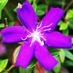 Lot 3 Purple Tibouchina Plants Live for Growing Indoor Outdoor 5 to 8 Inch Tall, Purple Princess Tibouchina Live Plant, Tibouchina Flower