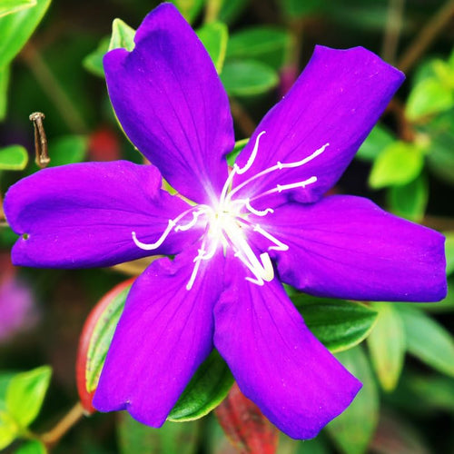2 Purple Tibouchina Live Plants, Flower Shrub Plant, 5-8 Inch Tall
