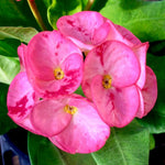Crown of Thorns Plant Live, Euphorbia Milii Succulent Live Plant, 4-8 Inch Tall Flowering Houseplant with Year-Round Blooms, No Pot (Pink)