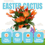 Easter Cactus Live Plant, 4-9” Tall, Rooted Holiday Cactus Succulent Plant for Indoor or Outdoor Growing, Easy Care Flowering Houseplant (Orange Easter Cactus)