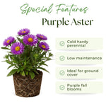Aster Plants Live, Asters Perennial Live Plants, Vibrant Purple Blooms, 5 to 7 Inches Tall, Ideal for Indoor Outdoor Gardening