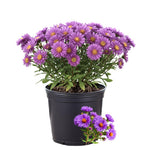 Aster Live Plant, Aster Plant Live, Perennial Asters Plants, Vibrant Flower Blooms, 5-7 Inches in Height for Growing (Purple)