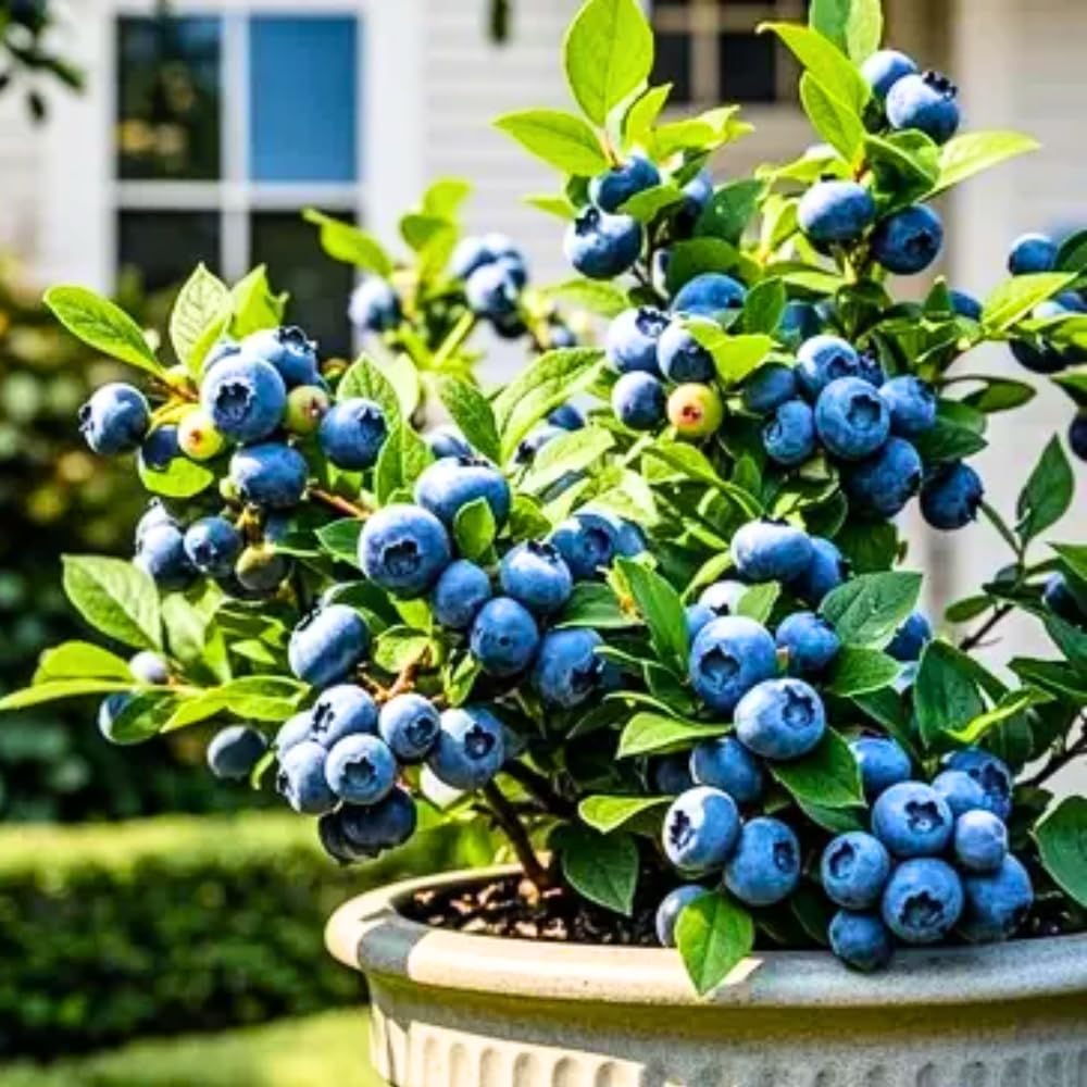 2 Misty Blueberry Bush Live Plant, Blueberry Plants Live for Planting 5 to 8 Inch Tall, Sweet Blueberries Fruit Seedlings