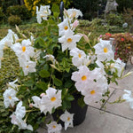 Set of 2 Mandevilla Plants Live, White Mandevilla Live Plants, 5 to 8 Inches Tall, Mandevilla Well Rooted Outdoor Gardening