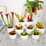 3 Mix of Green, Red Fly Trap Live Plants and Pitcher Plant Nepenthes, Exotic Tropical Collection, Starter Size, Each Type One Plant