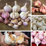 1 Pound Garlic for Planting in Spring, Mix Random, 5-6 Assorted Garlic Bulbs for Planting, Fresh and High Yield Bulb Variety Pack, Hardy and Fast Growing Softneck Hardneck