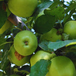 Green Apple Tree Live Plant, Perennial Fruit Tree, 6-10 Inch Tall
