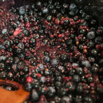 4 Black Elderberry Bushes Trees Plants Live for Planting, 5-9", American Elderberry Cold Hardy for Outdoor Growing