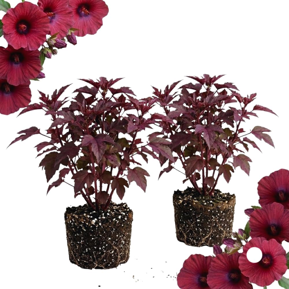2 Hardy Hibiscus Plants Live, Cranberry Hibiscus Flowers Plants from 5 Inches Tall