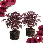 Set 2 Cranberry Hibiscus Flowers Plants, 4 to 7 Inches Long, Hardy Hibiscus Plants Live for Gardening
