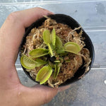 3 Green Venus Flytraps Plants Live, Starter Plants Fly Trap Dionaea Muscipula for Plantsing