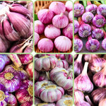 3 Jumbo Purple Garlic Bulbs for Planting in Fall, XL Size, High Yield Hardneck Garlic Cloves Seeds, Fresh, Cold Hardy and Fast Growing, Various Varieties