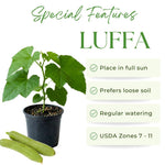 Loofah Plant Live, Luffa Plant Live, 4-6 Inc Tall, Trailing Luffa Live Plant for Backyard Garden, Trellis, 2 Plants in 4 Inc Pot