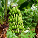 Banana Plant Live, Sweetheart Banana Tree Live Plant, Hardy Banana Fruit Seedling 4 to 8 Inch Tall, Indoor Outdoor