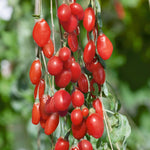 Goji Berry Plant Live, Half Gallon Pot Pot, 8-12 Inch Tall Cold Hardy Fruit Plant, Red Berry Fruit Tree