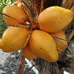 Yellow Coconut Sprouted Live Plant, 6-8 Inches Tall, Tropical Coconut Seedling for Outdoor Garden, Patio, Landscape and Container Growing