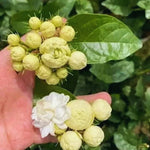 Double Jasmine Flower Plant Live, 1 Live Plant, Sambac Jasmine Plants Live, 5 to 6 Inc Tall