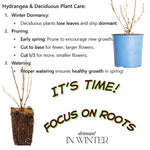 Set 2 Hydrangea Live Plants, Lime Green Hydrangea Bushes Shrubs Trees Live Plants in 4” Pot, Live Hydrangea Well Rooted for Planting