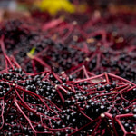 Elderberry Bushes Live Plant in Quart Pot, Black Elderberry Tree, Hardy Beries Shrub for Outdoor Garden 8-12 Inches