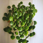 Money Plant, Pilea Peperomioides Plant Live, 5 to 7 Inches Tall, Money Live Plant for Garden