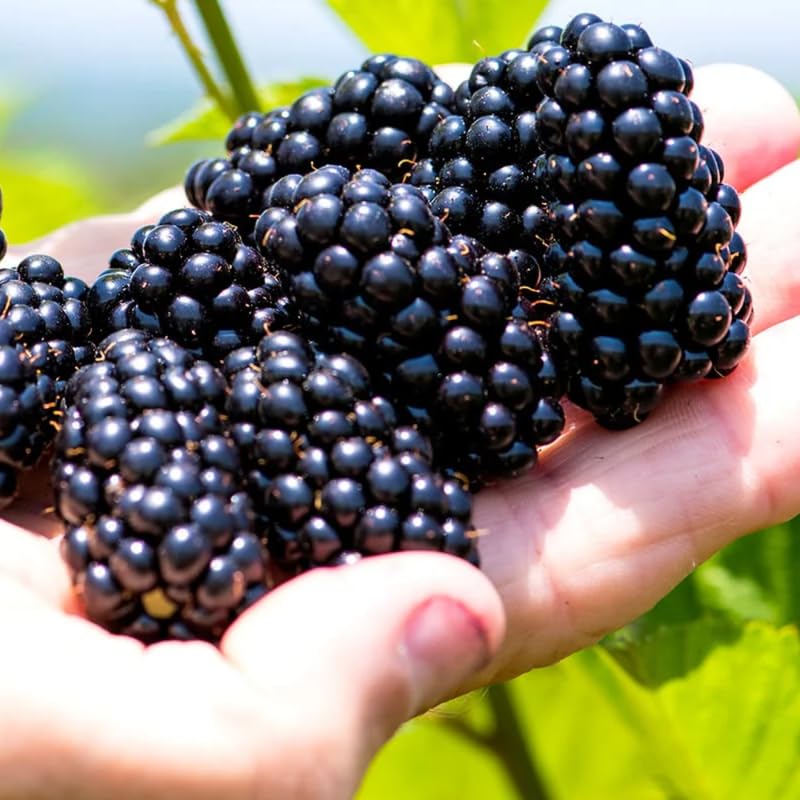 Pack 2 Thornless BlackBerry Plants Live to Grow 4 to 8 Inch Tall, BlackBerry Bush Live Plant, Sweet Blackberries Fruit Tree Indoor Outdoor (Arapaho BlackBerry)