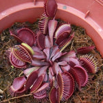 Set 3 Venus Fly Traps Live Plant, Starter Plants Ready for Outdoor Terrarium Garden, Red Color