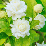 2 Double Jasmine Plants Live, 4 to 7 Inc Tall, Jasmine Flower Plant Fragrant Perennial All Year