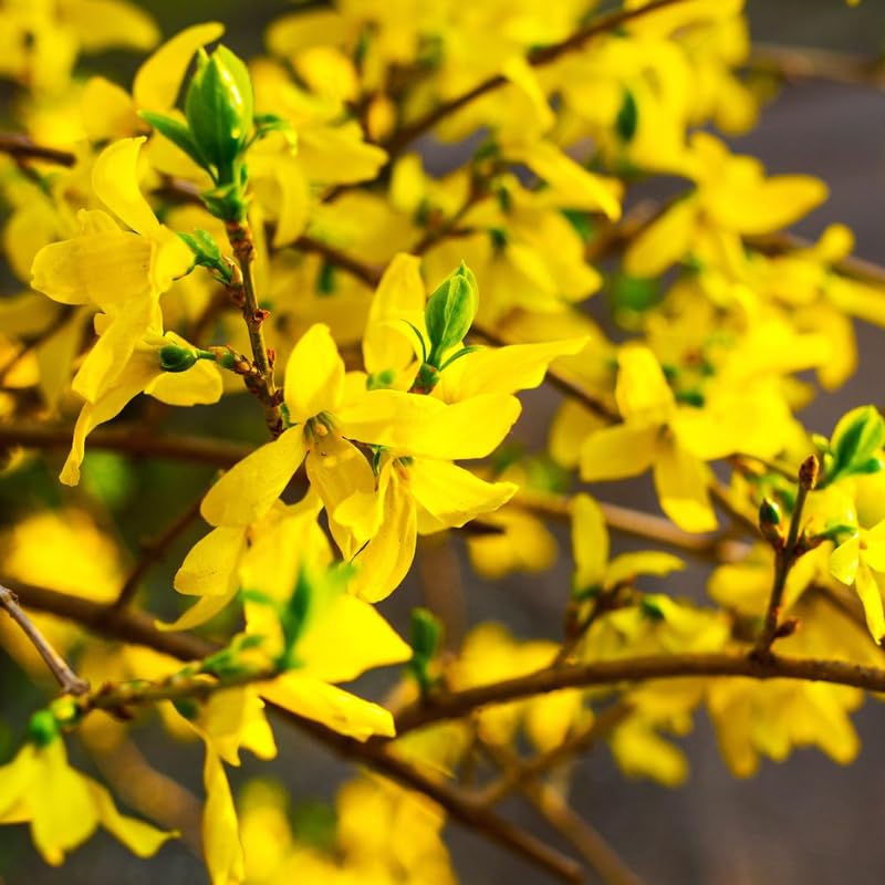 1 Lynwood Gold Forsythia Plants Live 6 to 12 Inch Tall, in Pot, Yellow Forsythia Bush, Fragrant Forsythia Shrub