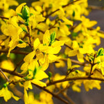 Lynwood Gold Forsythia Bush 6 to 13 Inch Tall, in Pot, Fragrant Forsythia Tree, Yellow Forsythia Plant
