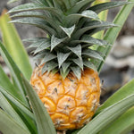 2 Pineapple Plants Live to Grow 5 to 8 Inch Tall, Sweet Pineapple Fruit Tree Live Plant for Outdoor (Sugarloaf Pineapple)