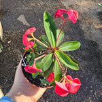 Red Euphorbia Crown of Thorns Plant, Perennial Succulent Live Plant Indoor Outdoor 4-7 Inches