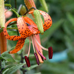 5 Turks Cap Lily Bulbs Roots, Tiger Lily Flower Root Plant, No Leaf, Well Rooted Ready to Plant, Summer Bloom, Orange Flower Live Plant