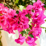 2 Bougainvillea Live Plants, Tropical Bougainvillea Flowering Vine, Fast Growing Outdoor and Container Plant, 4-8'' Tall (Vibrant Pink)