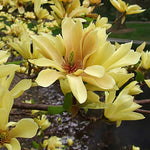 Magnolia Tree Live Plant 6-12 Inch Height, Fragrant Magnolia Plant Live to Grow, Magnolia Bush Flowers (Yellow Bird Magnolia)