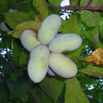 Pawpaw Tree Live Plant, Paw Paw Tree Live Plant, 6 to 12 Inc Tall