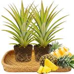 Set of 2 Elite Gold Pineapple Live Plants, 4-6" Tropical Pineapple Plants for Indoor Outdoor Growing, Patio Container Garden, No Pot, Fast-Growing
