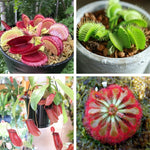 3 Mix of Green, Red Fly Trap Live Plants and Pitcher Plant Nepenthes, Exotic Tropical Collection, Starter Size, Each Type One Plant