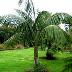 Live Palm Tree Plant in 3 Gallon Pot, No CA, Large Fully Rooted Size, Ready to Plant for Home Décor Indoor Outdoor Landscape, Rare Palm Trees, Green Palm