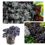 2-Pack Live Heuchera Coral Bells Plants, Deep Black Purple Leaves, Vibrant Indoor Outdoor Planting