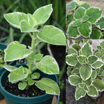 Variegated Cuban Oregano Live Plant in 4 inch Pot, Herb Oregano Plants Live Potted for Planting