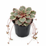 Saxifraga Tricolor Plant Live, Rare Variegated Plant, Coloful Live Indoor Plant, 3.25 Inches Pot