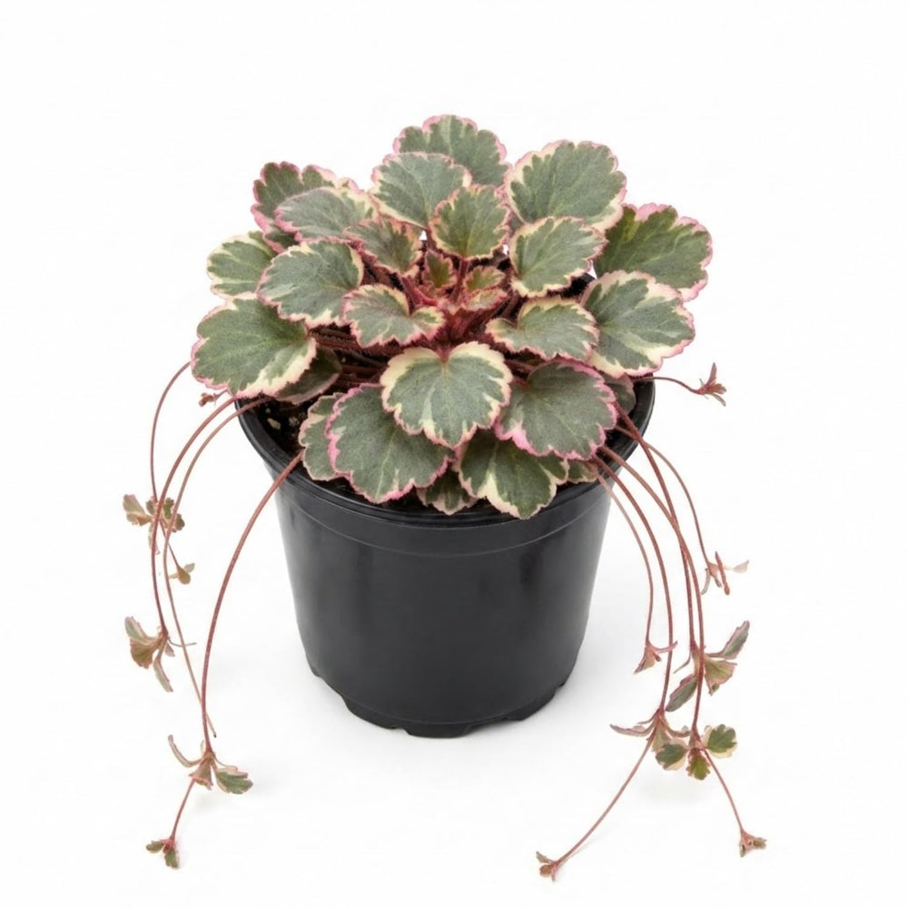 Saxifraga Tricolor Plant Live, Rare Variegated Plant, Coloful Live Indoor Plant, 3.25 Inches Pot