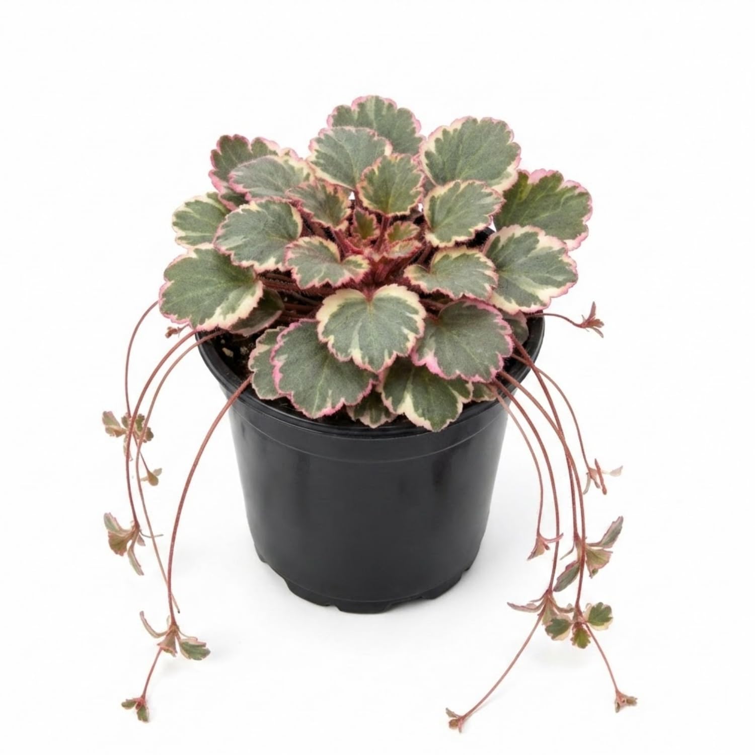 Saxifraga Tricolor Plant Live, Rare Variegated Plant, Coloful Live Indoor Plant, 3.25 Inches Pot
