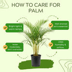 Palm Tree Live Plant Indoor Outdoor, Rare Succulent Palm Houseplant for Indoor or Outdoor Growing, 1 Gallon Pot, Green Leaves Yellow Flowers